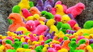 World Cute Chickens, Colorful Chickens, Rainbows Chickens, Cute Ducks, Cat, Rabbit,Cute Animals 🐤🪿