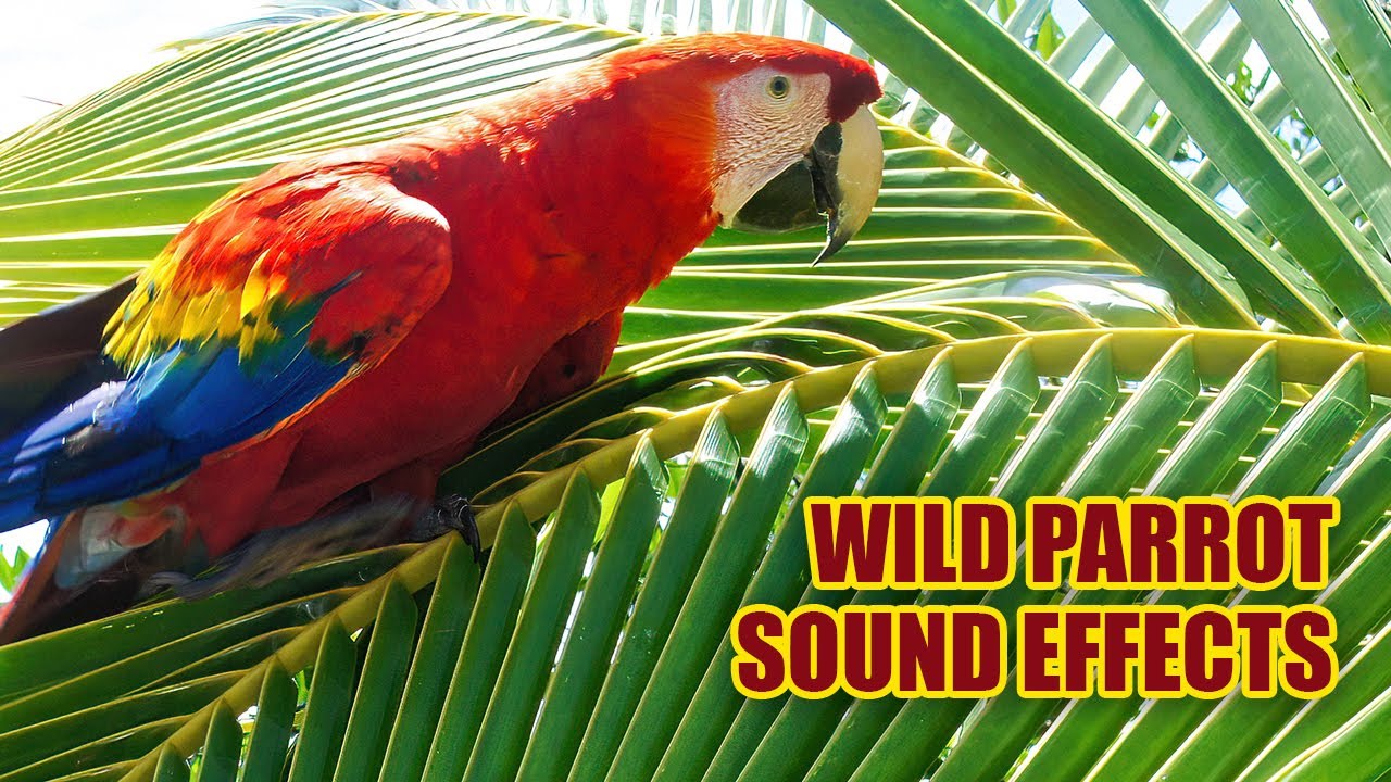Parrot Sound Effects 🦜 Parrot Sounds in the Wild YouTube
