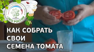 Как собрать семена томатов. Сбор семян томата.