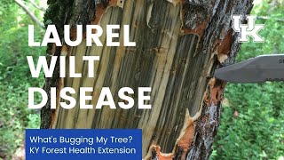 What's Bugging My Tree: Laurel Wilt Disease