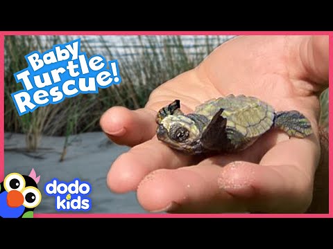 Mystery Of Baby Turtles' “Lost Years” Finally Revealed - The Dodo