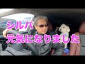 シルバの元気なようすを見てやってください