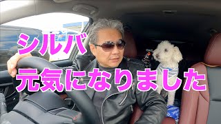シルバの元気なようすを見てやってください