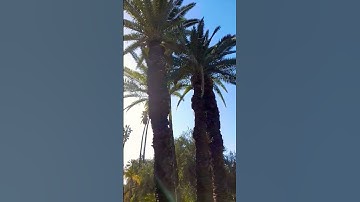 سورة الإخلاص بصوت جميل