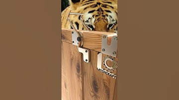 Slide Gently – Hear That Perfect Click! #SlidingLatch #LatchCraft #WoodworkDesign #GateLock #DIY