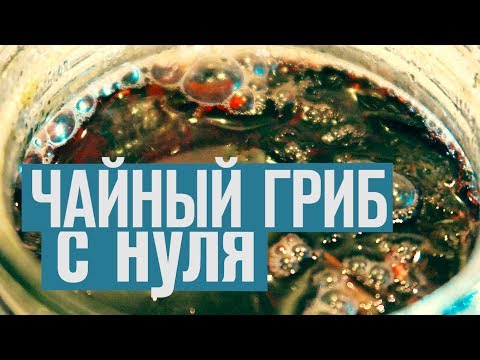 Как вырастить чайный гриб с нуля [серия 1]