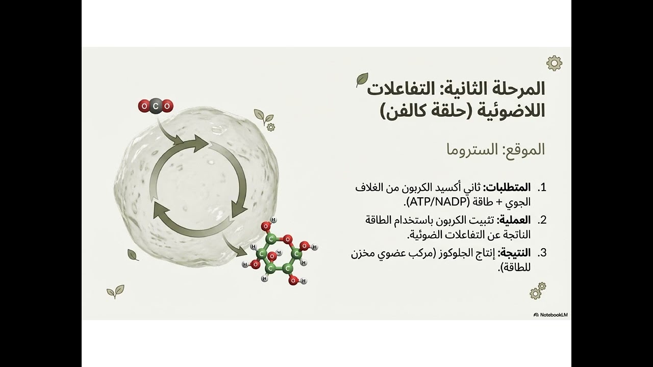 البناء الضوئي والتنفس الخلوي - أحياء - الصف الحادي عشر -  المسار العلمي - الجزء الثاني