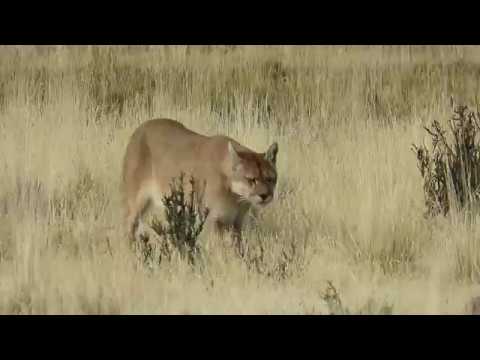 Puma Female Calling - YouTube
