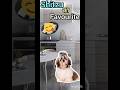 Shitzu की पसंदीदा dish #shihtzu #dog #viralshort #video #shorts #dogshorts