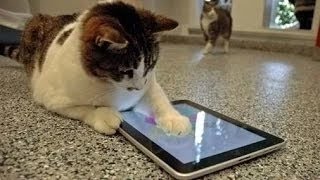 videos graciosos  - videos de risa de gatos chistosos jugando con el Ipad