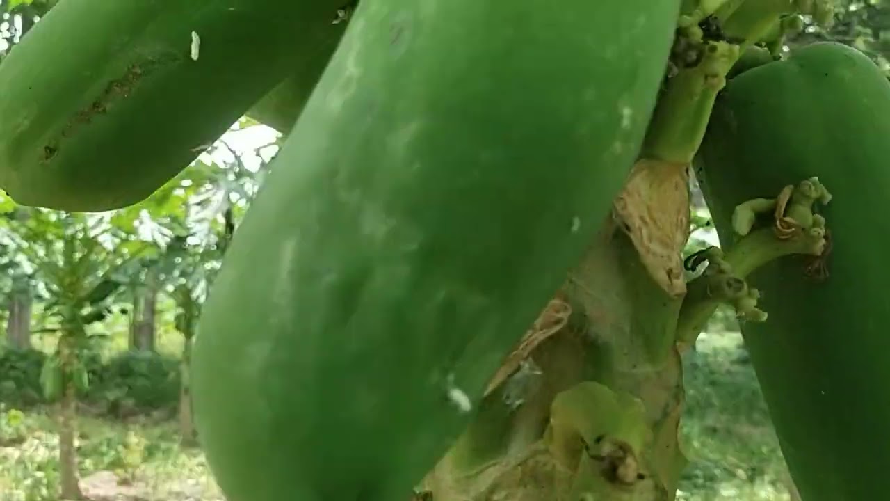 Pohon Pepaya California Dan Kutu Kebul