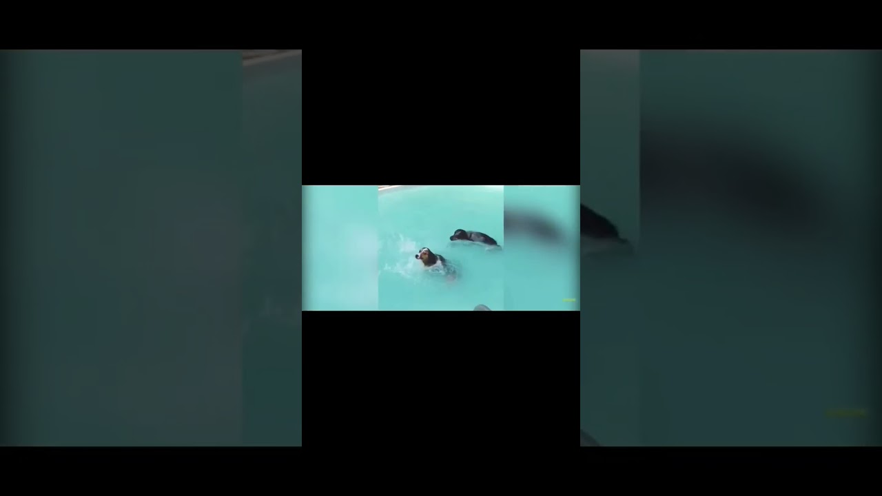 best fail of the week:fail compilation: incidendsandaccidents: