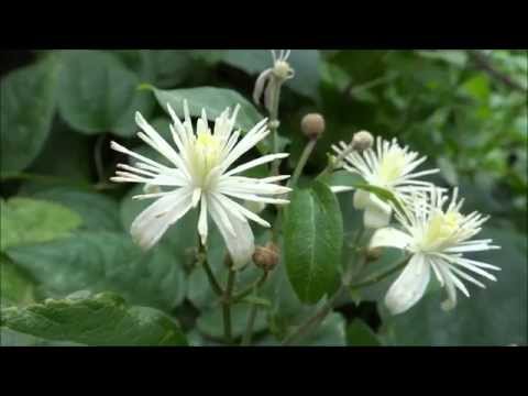 Old man's beard (Clematis vitalba) - 2014-08-08
