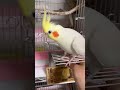 帰るの？帰らないの？はちの究極の二択w迷い方が尊いｗ #葛藤インコ