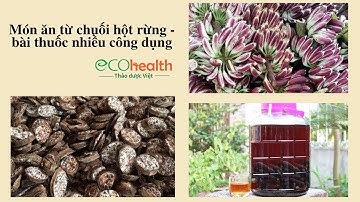 Món ăn từ chuối hột rừng - bài thuốc nhiều công dụng