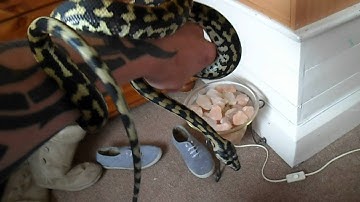 coastal carpet python female update