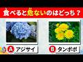 【全35問】たべるとあぶない植物はどっち?