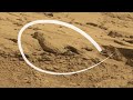 Каменная птица на Марсе? Необычное фото марсохода Curiosity (Кьюриосити)
