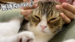 🐈必見！猫ちゃんが絶対に喜ぶマッサージはこちら😻【ヘブン状態】【リンパが激流】