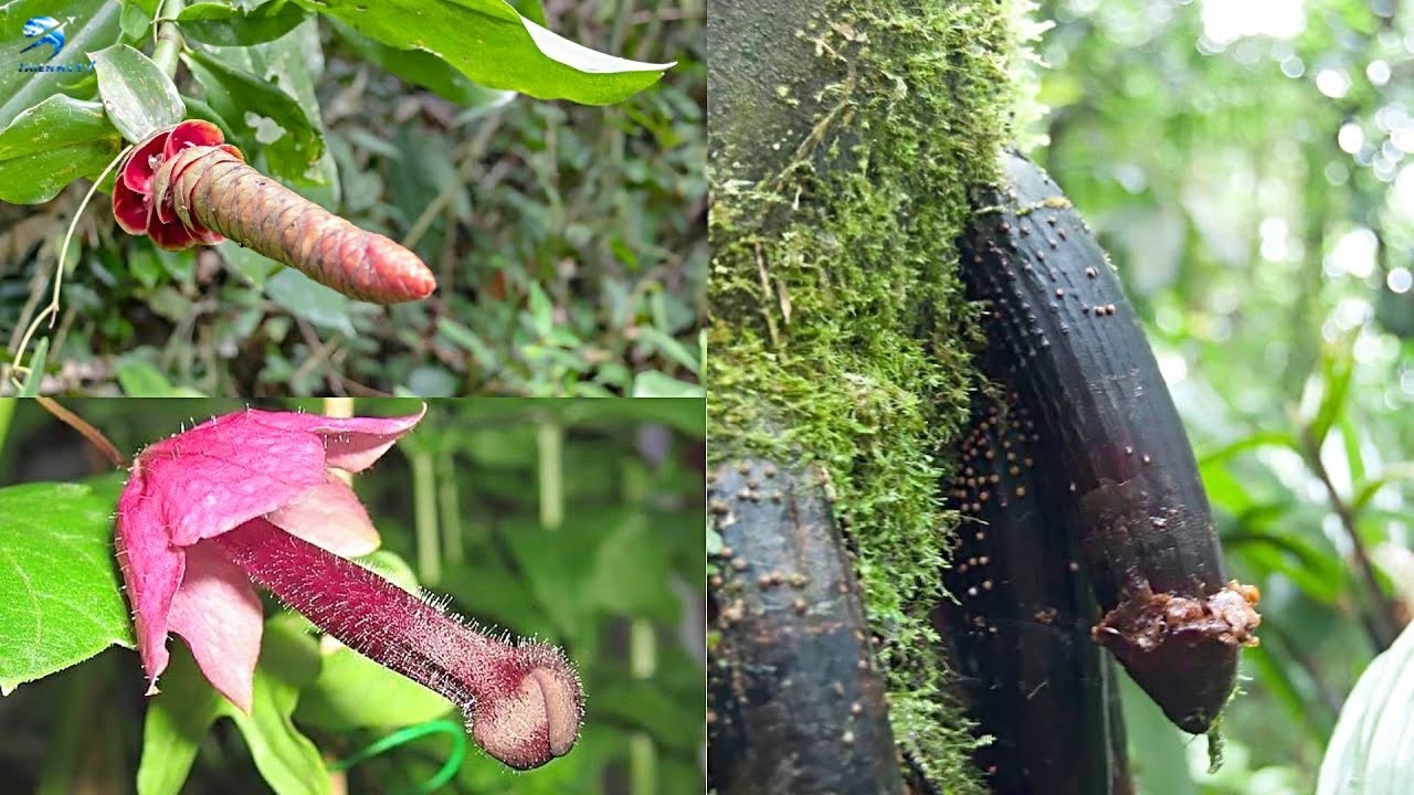 Những Loại Trái Cây Kỳ Quái Nhất Thế Giới | Thiên Hà TV