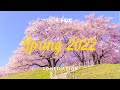 Spring 2022 🍃 This song will make you mesmerized by spring (Acoustic Music ,study, relax playlist)