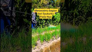 Download Lagu Syukuri Setiap Keindahan Alam Pemberian-Nya #keindahanalam #bersyukur #pedesaan #pertanian #nature MP3