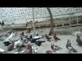 Андижон кабутарлари клуби Клуб Андижанские голуби Andijan pigeons الحمام انديجان