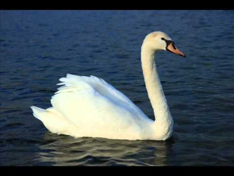 Le chant du cygne