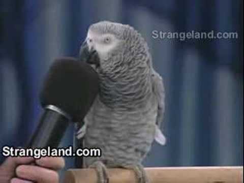 Unbelievable amazing Parrot