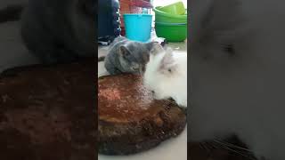 Cat Vicydkgo