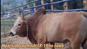 Npaj siab rau hnub 18-19 no nawb.