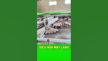 Giải pháp làm mát chuồng heo ngày hè