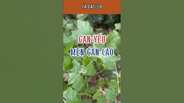 Cà gai leo – Giải pháp tự nhiên cho người gan yếu, men gan cao