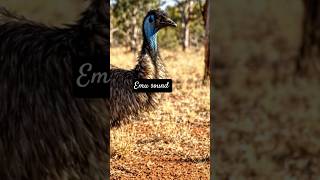 emu sounds 😱#trendingshorts #emu #birds #sound #shorts #viral