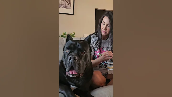 Who's BIGGER? Cane Corso or this Woman? #shorts #cutedog - DayDayNews