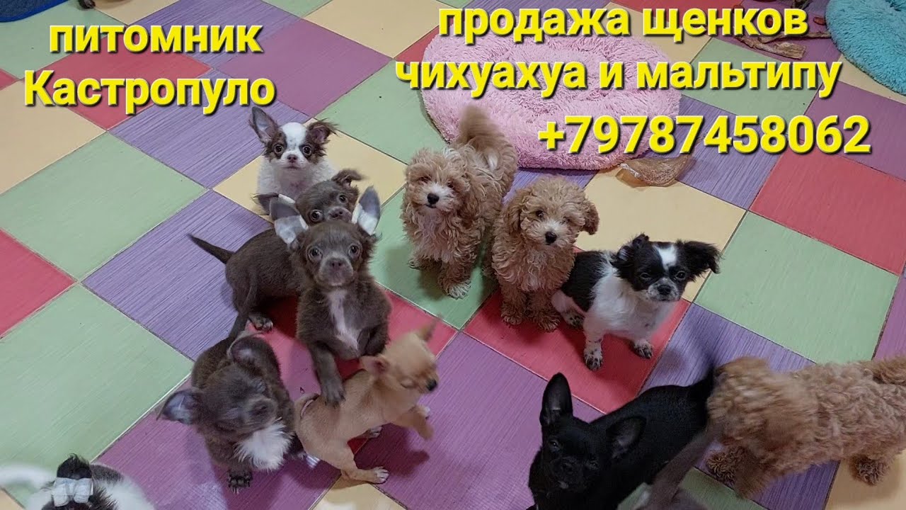 цветок эльфов питомник чихуахуа. питомник парадигма. заводчики собак чихуахуа. чихуахуа мини питомник. чихуа заводчик.