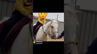 تعليم ركوب الخيل - قطر