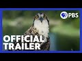 Ospreys in Summer Challenges