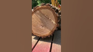 Cork screw oak for firewood # Shorts