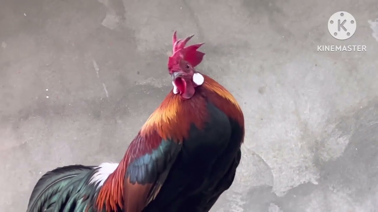 Qaib f2 zoo nraug 27/2/26 tsibcuajibpebpebibcuajtsib