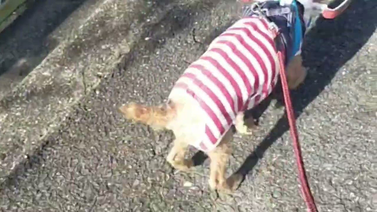 オーダーメイド】目が見えない犬の白い杖ドッグバンパー【衝突防止