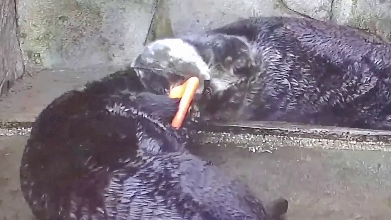 Sea Otter Katmai - Beauty Queen and so much more