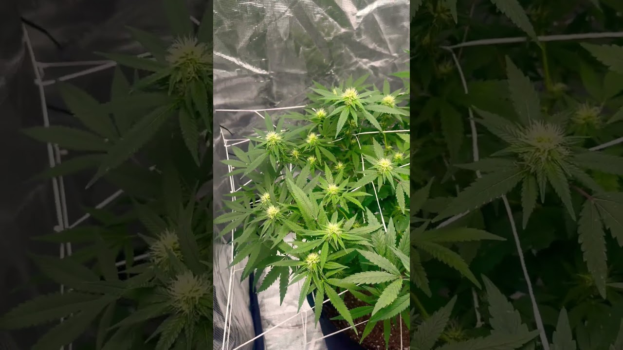 Jet fuel Gelato week 4 flower 