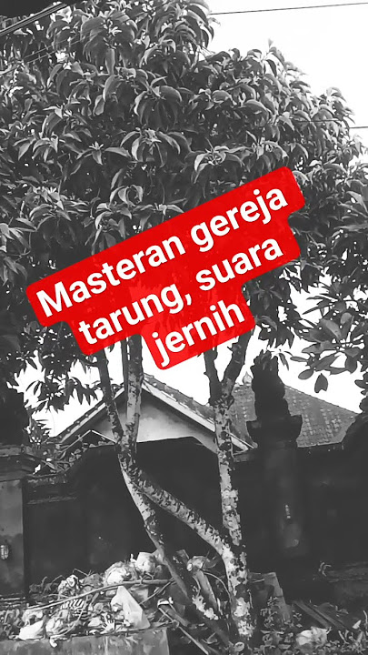 suara tarung  gereja di alam liar #burunggereja #burunggerejagacor #suaramasteran #kicaumania