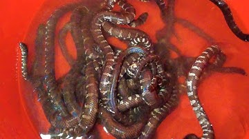 Lương, Rắn, Ếch nhảy soi sói ở chợ cá đồng miền tây mùa nước nổi - Chợ Nóc Bằng Cờ Đỏ | OKDD #124