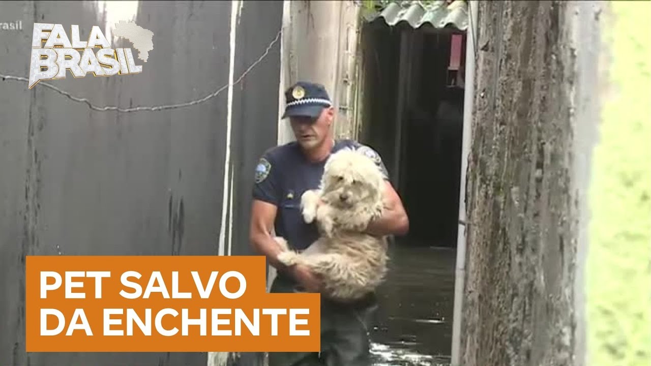 Cachorrinho é resgatado em enchente na zona leste de SP; veja vídeo