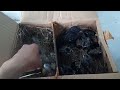 Unboxing anakan parkit dan anakan burung layang-layang