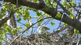 P1040113  Nesting bald eagle 4-25-2018