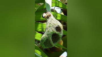 1015 Unbelievable Weaver Bird Build nest  Bird Constructions
