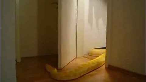 Огромная жёлтая змея. Внезапно!